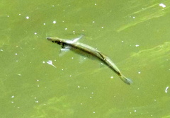 Squalius cephalus