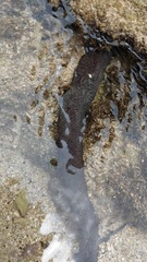 Holothuria leucospilota