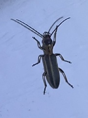 Oxycopis