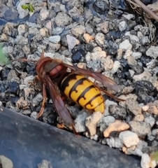 Vespa crabro