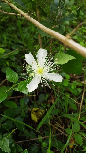Capparis grandiflora (Capparis grandiflora)