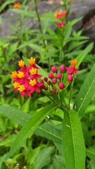 Indianer-Seidenpflanze (Asclepias curassavica): Herkunft und Verwendung — Foto 2