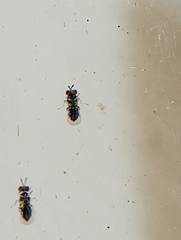 Closterocerus chamaeleon