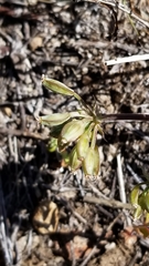 Lomatium nevadense nevadense