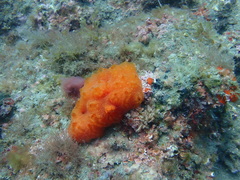 Aplidium elegans