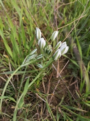 Ornithogalum orthophyllum