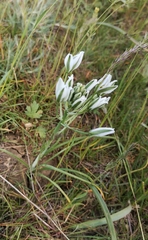 Ornithogalum orthophyllum