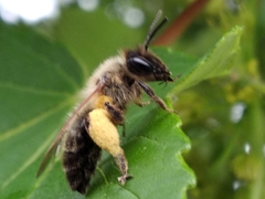 Andrena