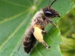Andrena