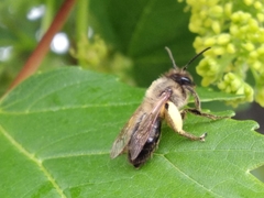 Andrena