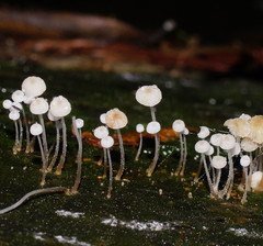 Mycena maldea