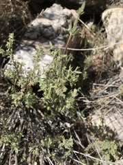 Galium hallii