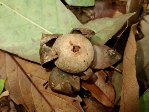 Astraeus hygrometricus