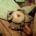 Astraeus hygrometricus