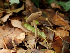 Helvella ephippium
