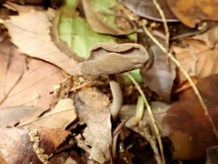 Helvella ephippium