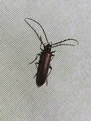 Calopus serraticornis