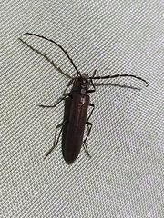 Calopus serraticornis