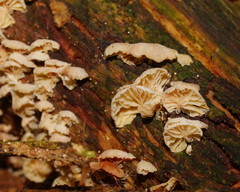 Marasmiellus affixus