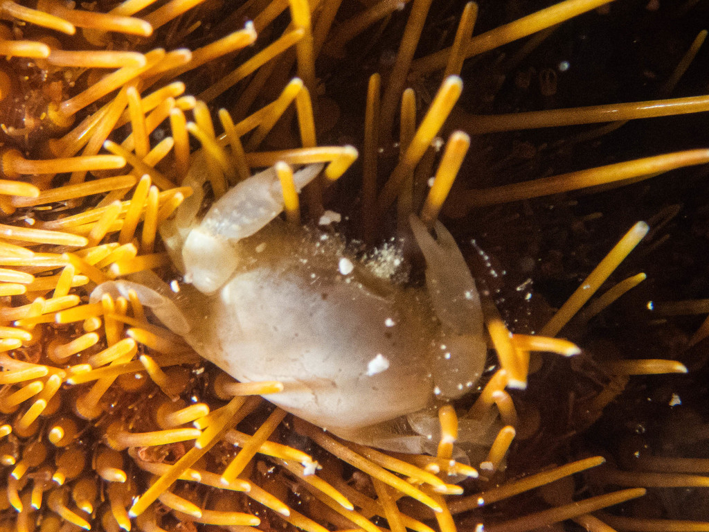 Heart Urchin Pea Crab