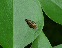 Clovia multilineata