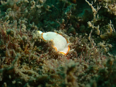 Diaphorodoris