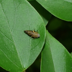 Clovia multilineata