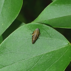 Clovia multilineata