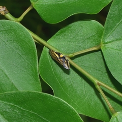 Clovia multilineata