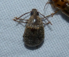 Amblycerus robiniae