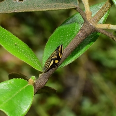 Clovia multilineata
