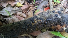 Annulohypoxylon truncatum