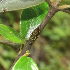 Clovia multilineata