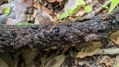 Annulohypoxylon truncatum