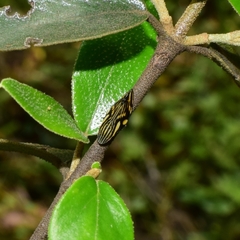Clovia multilineata