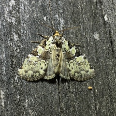 Leuconycta lepidula