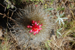 Matucana haynii herzogiana