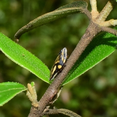 Clovia multilineata