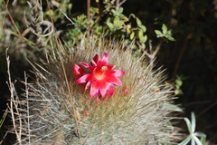 Matucana haynii herzogiana