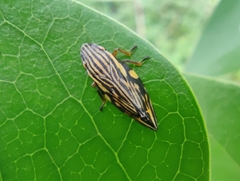 Clovia multilineata