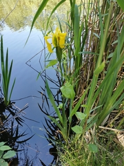 Iris pseudacorus