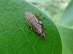 Clovia multilineata
