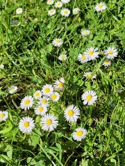 Bellis perennis