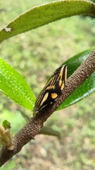 Clovia multilineata