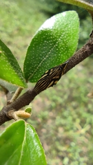 Clovia multilineata