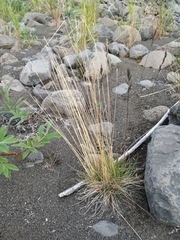 Festuca brachyphylla