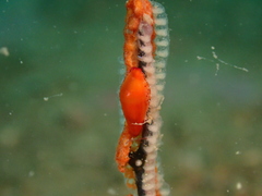 Crenavolva leopardus