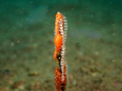 Crenavolva leopardus