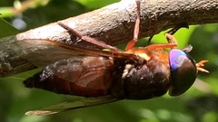 Tabanus americanus