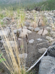 Festuca brachyphylla